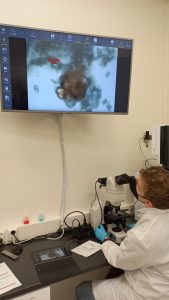 The sample is explored with a microscope.