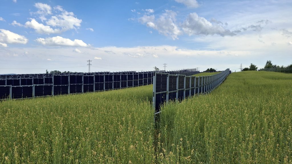 The picture shows solar panels in the middle of a grainfield.