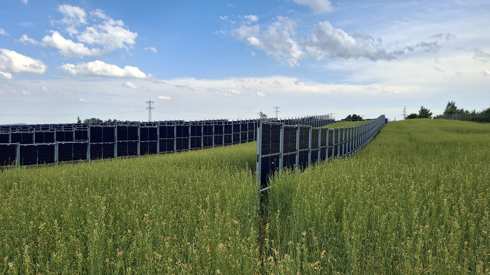 Agripv Teemu Muokattu The picture shows solar panels in the middle of a grainfield.