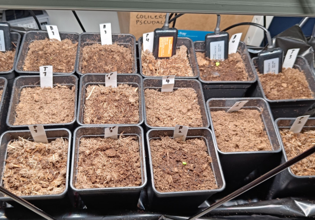 Rivissä olevia pieniä taimipurkkeja, joissa on multaa ja nimikyltti jokaisessa; muutamassa purkissa näkyy pieniä vihreitä taimen alkuja.