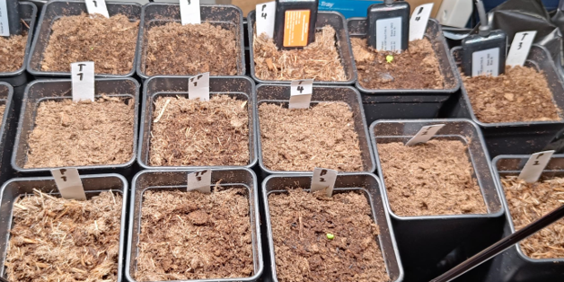 Rivissä olevia pieniä taimipurkkeja, joissa on multaa ja nimikyltti jokaisessa; muutamassa purkissa näkyy pieniä vihreitä taimen alkuja.